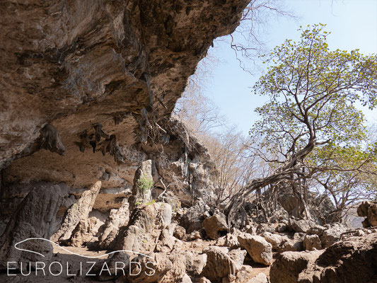 In Wadi Darbat