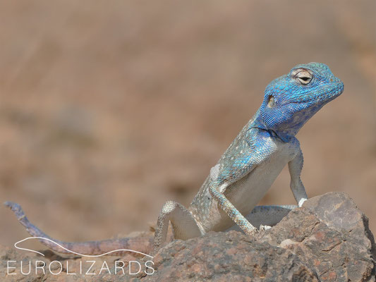 Pseudotrapelus dhofarensis