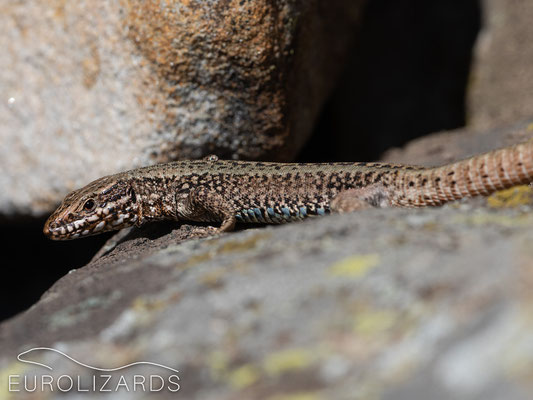 These mountains are full of Podarcis muralis