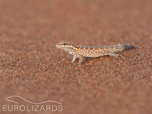 Pristurus minimus