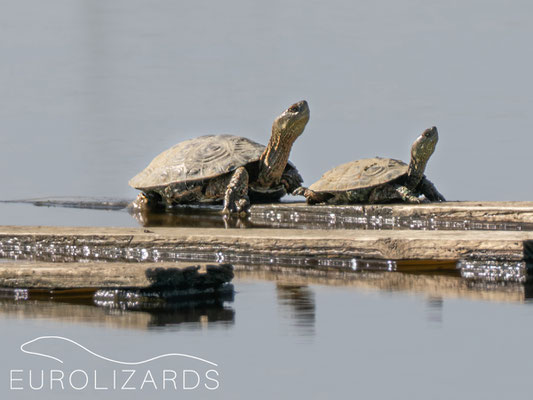 Mauremys leprosa