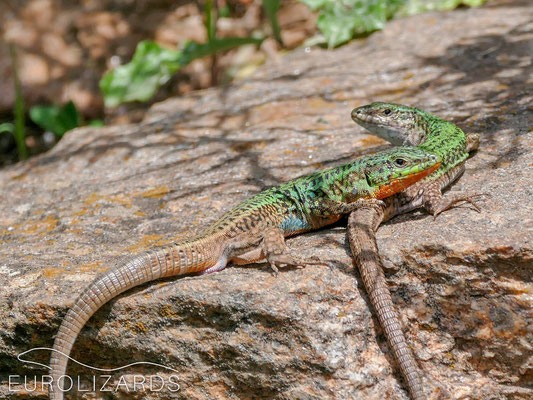 Male seeks body contact and puts forefoot on females tail: Overall, this couple appears as they are rather familiar with each other.