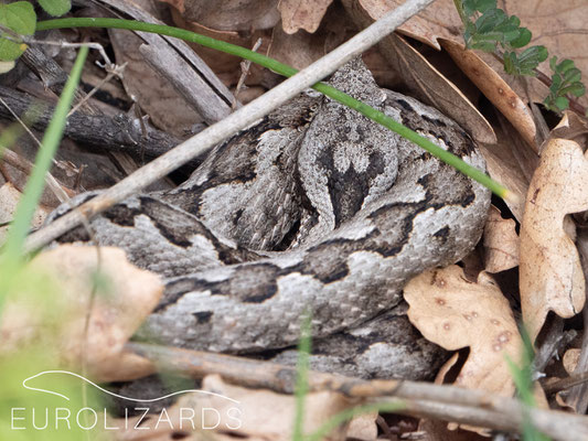 Vipera ammodytes