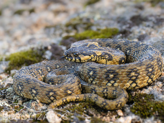 Natrix maura