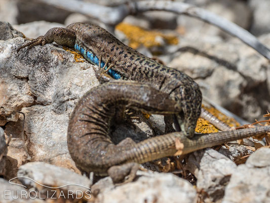 Male bites females tail. Female in defense position.