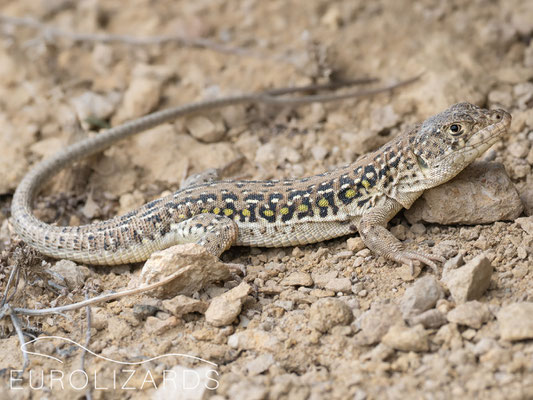 Eremias strauchi: This species was seen in rocky areas, climbing more than other members of the genus Eremias