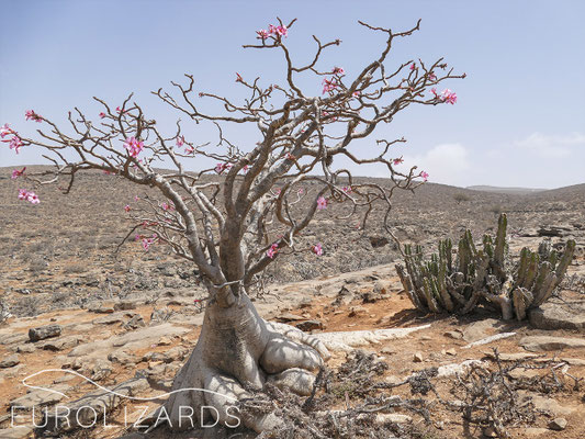 Adenium obesum
