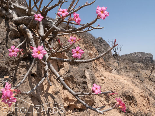 Adenium obesum