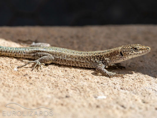 Podarcis guadarramae from the Lebeña population