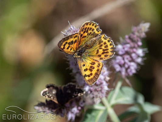 Lycaena vigaureae