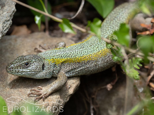 Big female of Lacerta citrovittata