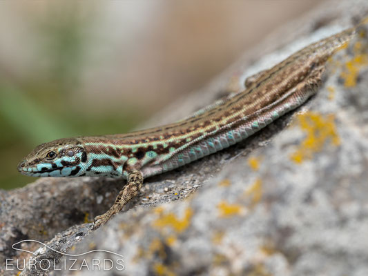 Podarcis milensis: nice female