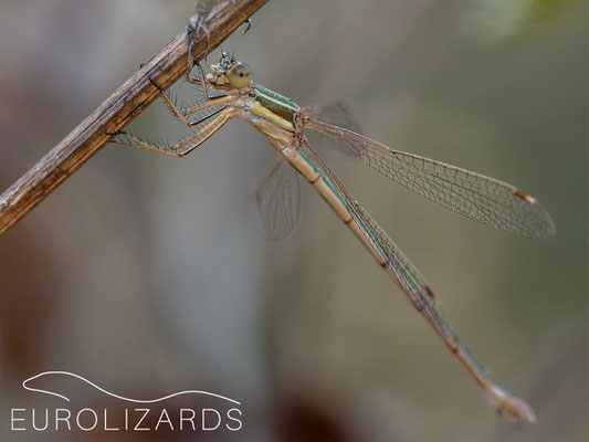 Lestes barbarus