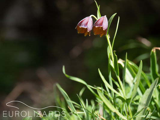 Fritillaria ehrhartii