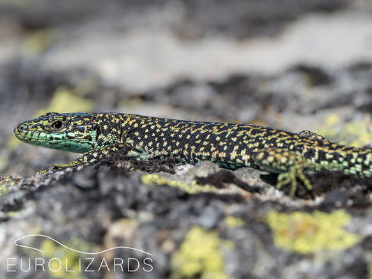 Iberolacerta cyreni