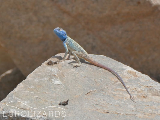 Pseudotrapelus dhofarensis