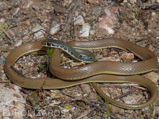 Platyceps najadum