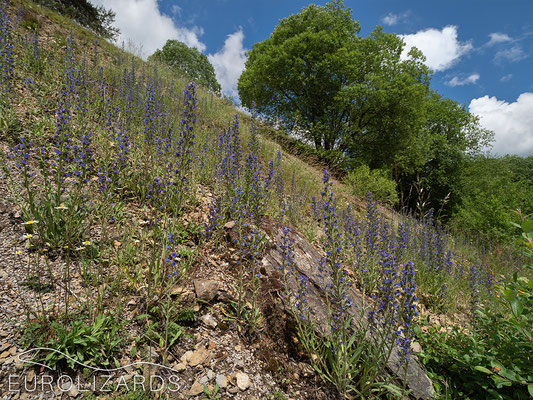 A rocky slope with Echium vulgare