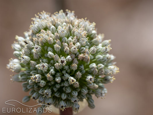 Allium ampeloprasum(?)
