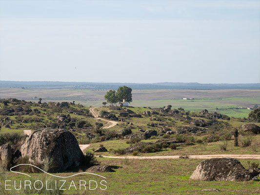 Llanos de Cáceres 