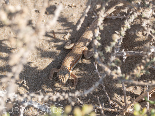 Acanthodactylus blanfordii