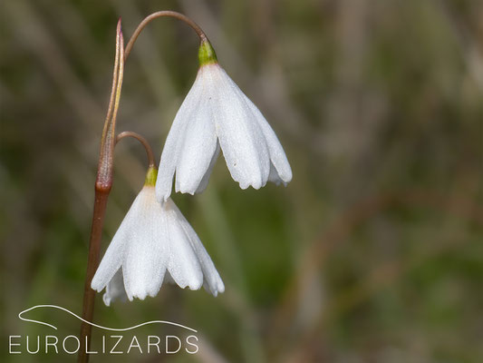 Acis autumnalis