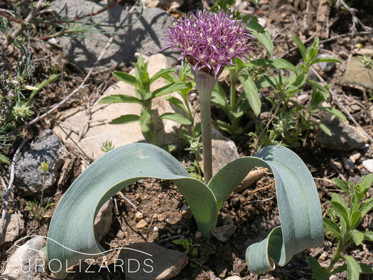 Allium materculae - a rare Allium species of the arid areas