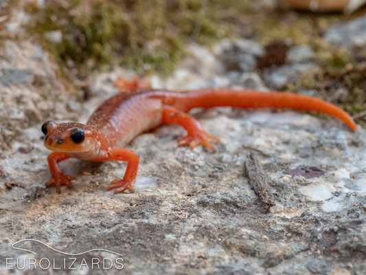 Lyciasalamandra luschani (Lycian Salamander): In May, these animals are strongly nocturnal. However, we still encountered this female after sunrise.