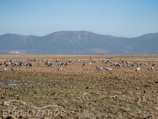Grus grus