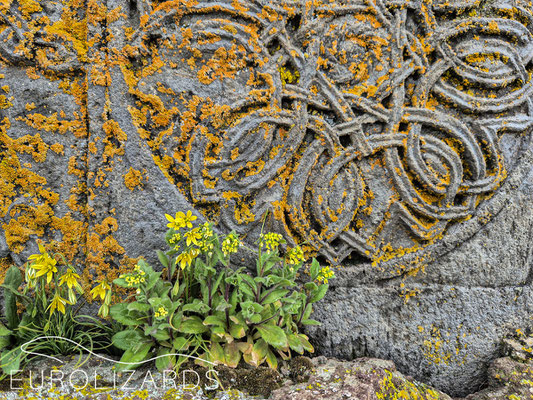 An old stone with some Gagea sp.