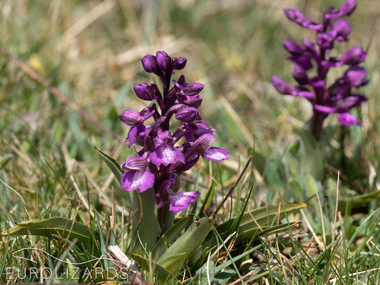 Anacamptis morio, the second orchid species which can already found in April.