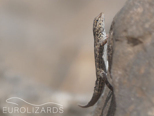 Pristurus rupestris