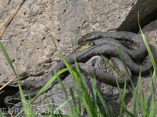 Natrix tessellata in love