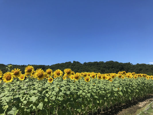 【国営越後丘陵公園】8月上旬　ヒマワリ