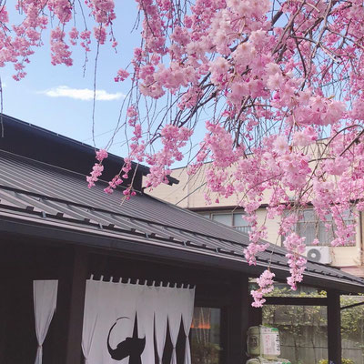 セラ真澄（宮坂醸造）　4月桜