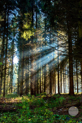 Bild: Tannen-Wald Schwerte-Ergste, Schwerte, "in den Tiefen des Waldes"; www.2u-pictureworld.de