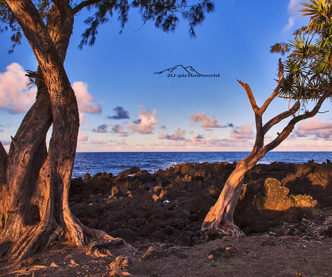 Bild: "Palmenfenster", Nord-Ost-Küste, Maui