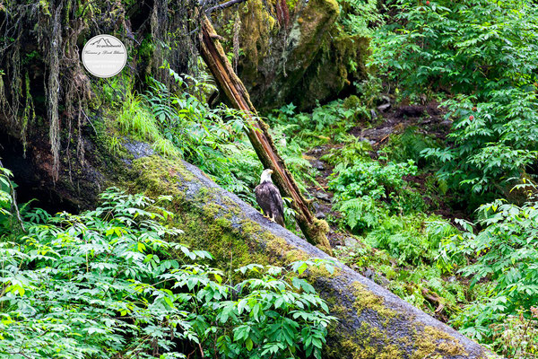 "Weißkopf", Anan Creek