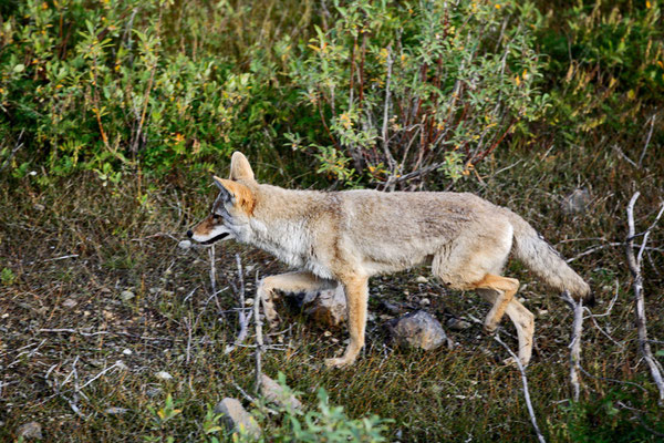 Bild: Fuchs im Denali Nationalpark, "Fuchslauf"