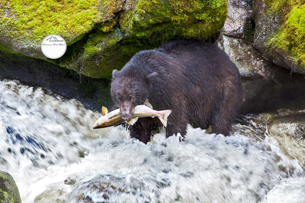 Bild: Schwarzbär am Anan Creek, Wrangell Alaska; "dem Bären zum Fraß"