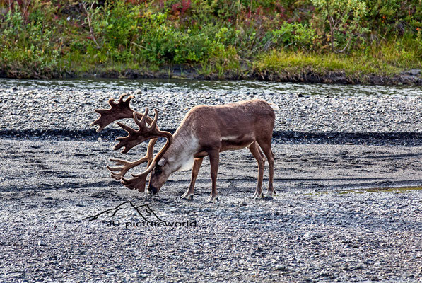 Bild: Karibu im Denali Nationalpark, "Futtersuche"