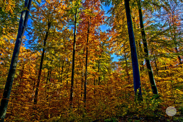 Bild: Herbstwald in der Nähe von Schloss Solitude, Stuttgart, "Lichterwald"; www.2u-pictureworld.de