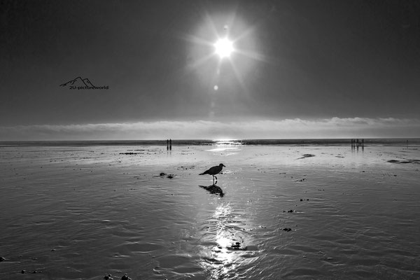 Bild: Strand von Seaside im State Oregon, "seagull at seaside"