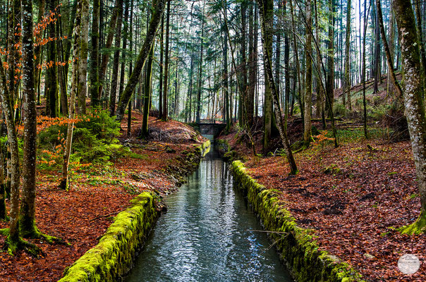 Bild: forest in Lenggries, Bavaria Germany, "river in the forest"; www.2u-pictureworld.de