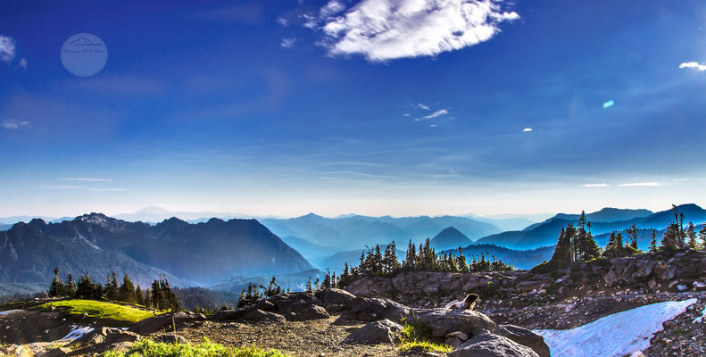 Bild: Mount Rainier Nationalpark, Murmeltier, "im abendlichen Rampenlicht", www.2u-pictureworld.de