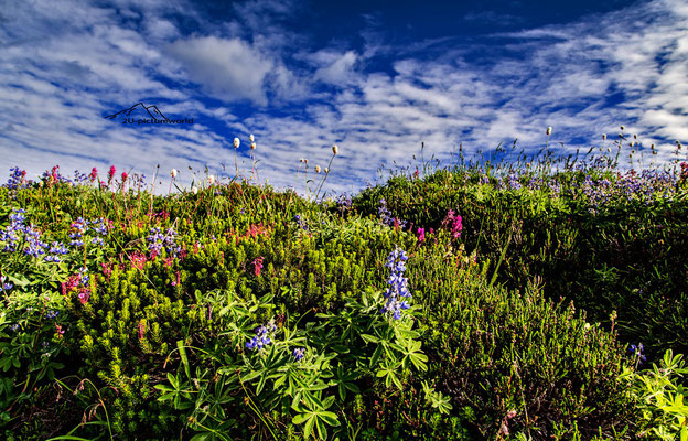 Bild: Bergblumenweg, Mount Rainier NP