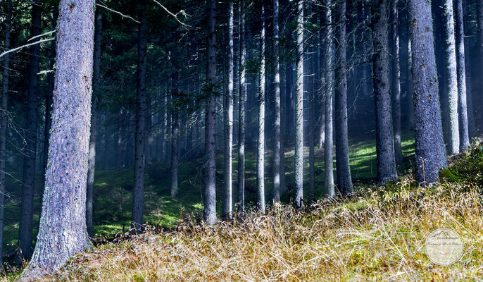 Bild: Wanderweg durch Walds zur Iffinger Huette in Suedtirol, www.2u-pictureworld.de