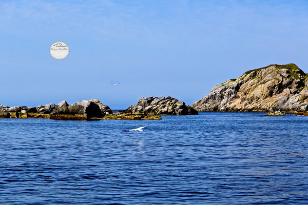 Bild: Litloy, Nordland Nordmeer, Norwegen, "Gleitflug", www.2u-pictureworld.de