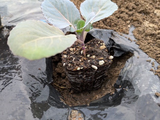 春植えキャベツ
