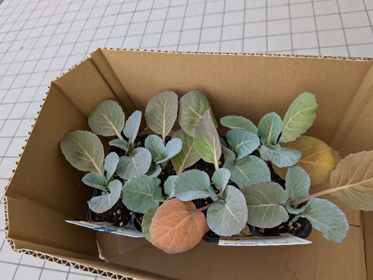 春植えキャベツ